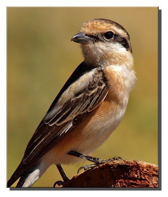 Cendet - Masked Shrike (Lanius nubicus) Saudi Arabia